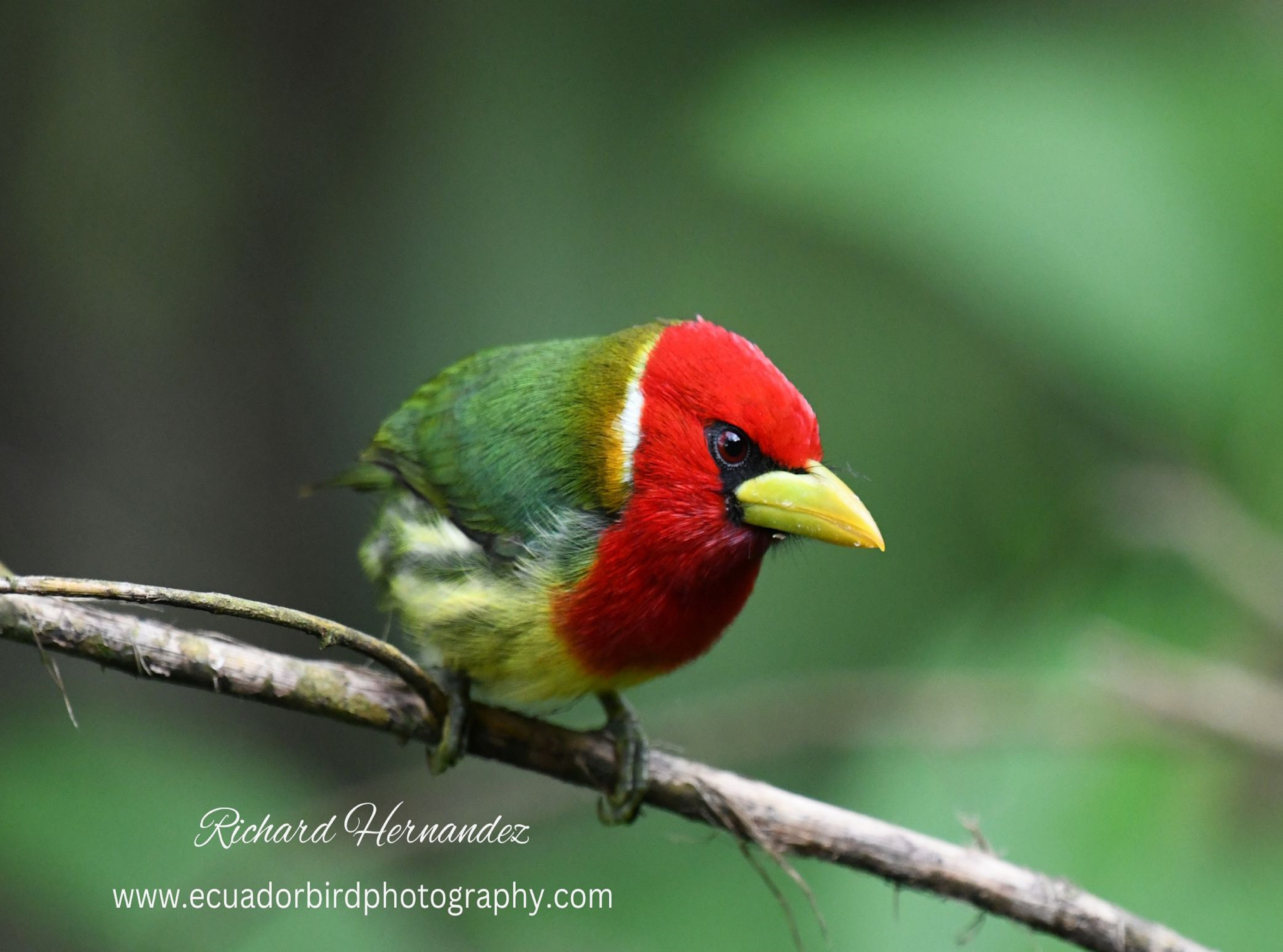 red headed barbet mindo